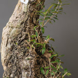 オールドオリーブ（古木）　EC2039