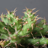 E.アクチノクラダ EC2888