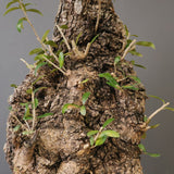 オールドオリーブ（古木）　EC2039