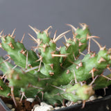 E.アクチノクラダ EC2888