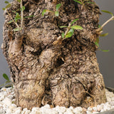 オールドオリーブ（古木）　EC2039