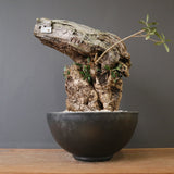 オールドオリーブ（古木）　EC2040