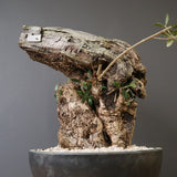 オールドオリーブ（古木）　EC2040