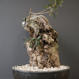 オールドオリーブ（古木）　EC2040