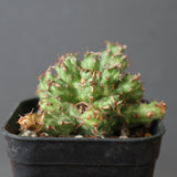 E.アクチノクラダ EC2889