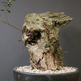 オールドオリーブ（古木）　EC2040