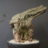 オールドオリーブ（古木）　EC2040