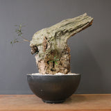 オールドオリーブ（古木）　EC2040