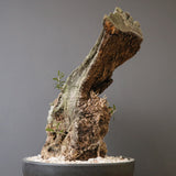 オールドオリーブ（古木）　EC2040