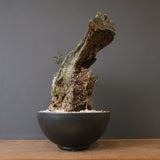 オールドオリーブ（古木）　EC2040