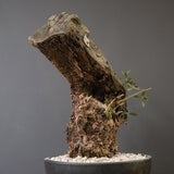 オールドオリーブ（古木）　EC2040