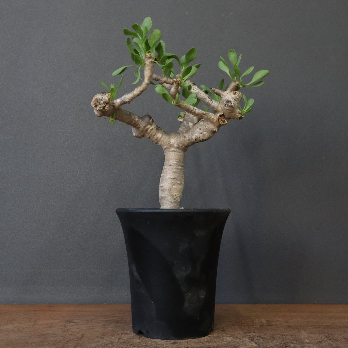 塊根植物 – 4ページ目 – TaiShoDo ONLINE SHOP