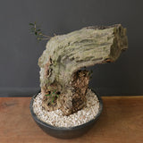 オールドオリーブ（古木）　EC2040