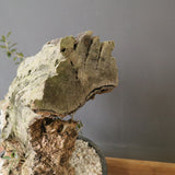 オールドオリーブ（古木）　EC2040