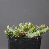 E.アクチノクラダ EC2890