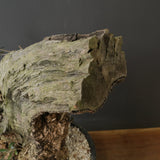 オールドオリーブ（古木）　EC2040