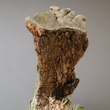 オールドオリーブ（古木）　EC2040