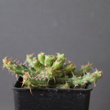 E.アクチノクラダ EC2890