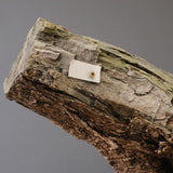 オールドオリーブ（古木）　EC2040