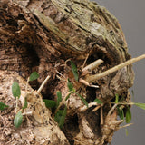 オールドオリーブ（古木）　EC2040