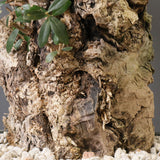 オールドオリーブ（古木）　EC2040