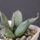 【DRAGON AGAVE】アガベ 甲蟹×妖炎 EC1140