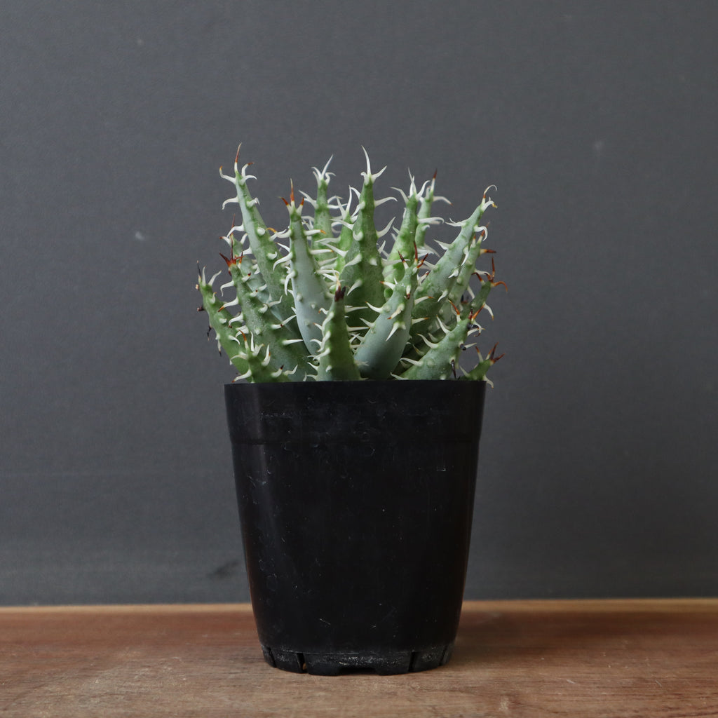 アロエ　メラナカンサ　エリナケア アロエ・エリナケア | trigger