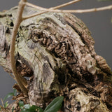 オールドオリーブ（古木）　EC2040