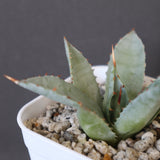 【DRAGON AGAVE】アガベ 甲蟹×妖炎 EC1140