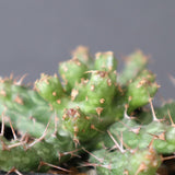 E.アクチノクラダ EC2890