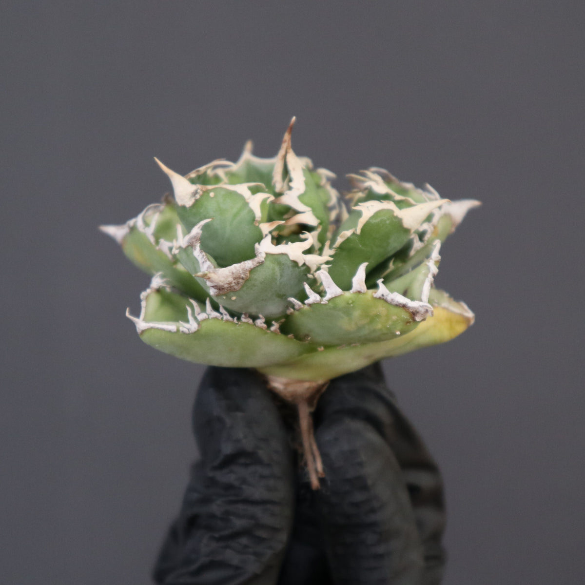 TaiShoDo ONLINE SHOP 塊根植物 多肉植物通販