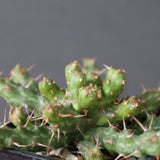 E.アクチノクラダ EC2890