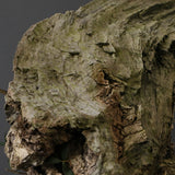 オールドオリーブ（古木）　EC2040