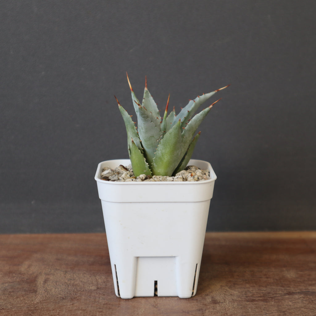 アガベ　甲蟹×妖炎　子株 DRAGON AGAVE】アガベ 甲蟹×妖炎 EC1144 – TaiShoDo ONLINE SHOP