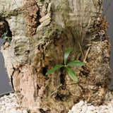 オールドオリーブ（古木）　EC2040