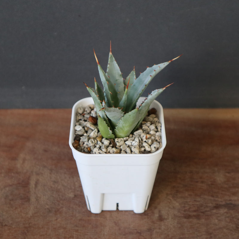 アガベ　ハイブリッド　甲蟹×妖炎　甲妖　妖蟹A型 アガベ ハイブリッド 甲蟹×妖炎 甲妖 妖蟹A型 検）妖姫 妖