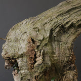 オールドオリーブ（古木）　EC2040