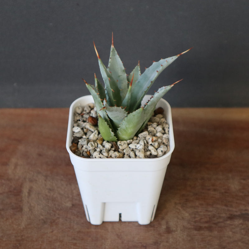 嘉*樹様 アガベ　甲蟹×妖炎　子株 DRAGON AGAVE】アガベ 甲蟹×妖炎 EC1144 – TaiShoDo ONLINE SHOP