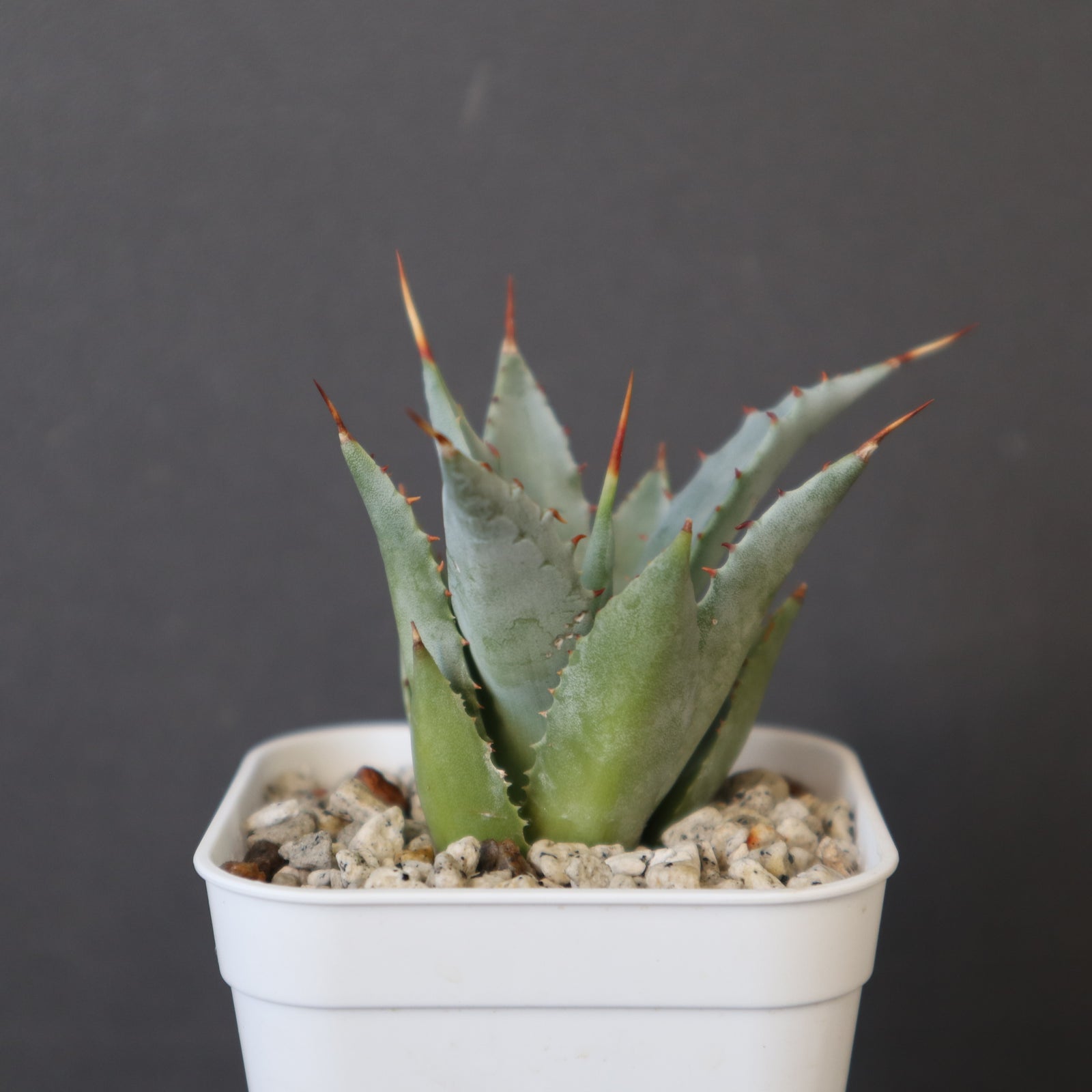 DRAGON AGAVE】アガベ 甲蟹×妖炎 EC1144 – TaiShoDo ONLINE SHOP