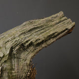 オールドオリーブ（古木）　EC2040