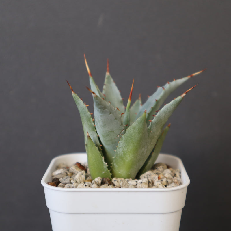 DRAGON AGAVE】アガベ 甲蟹×妖炎 EC1144 – TaiShoDo ONLINE SHOP