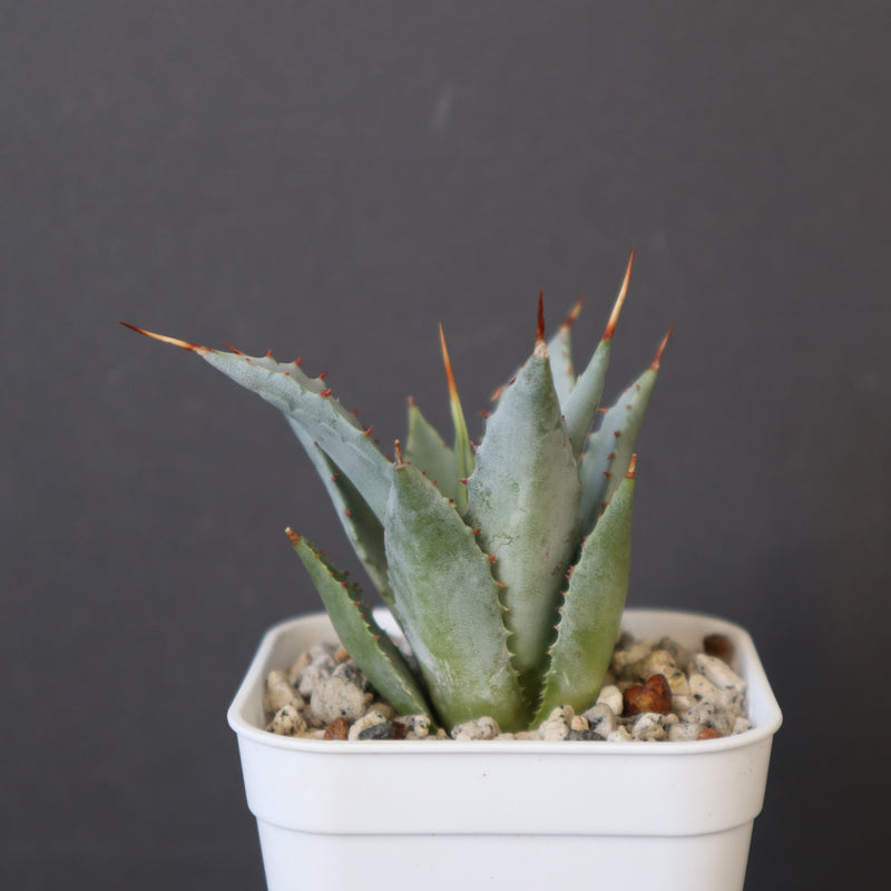 DRAGON AGAVE】アガベ 甲蟹×妖炎 EC1144 – TaiShoDo ONLINE SHOP