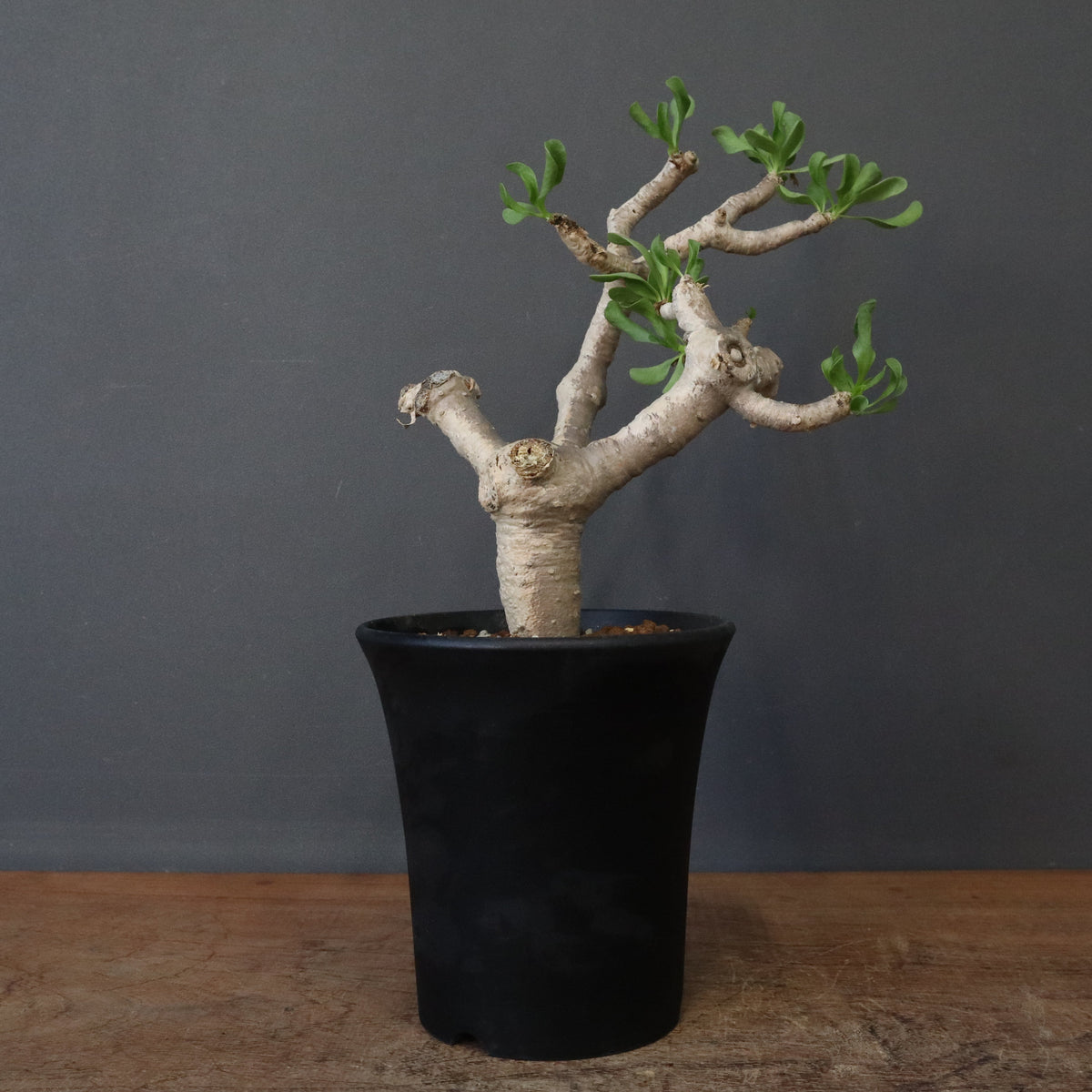 ビースト　産　子株 SALE対象 – 7ページ目 – TaiShoDo ONLINE SHOP