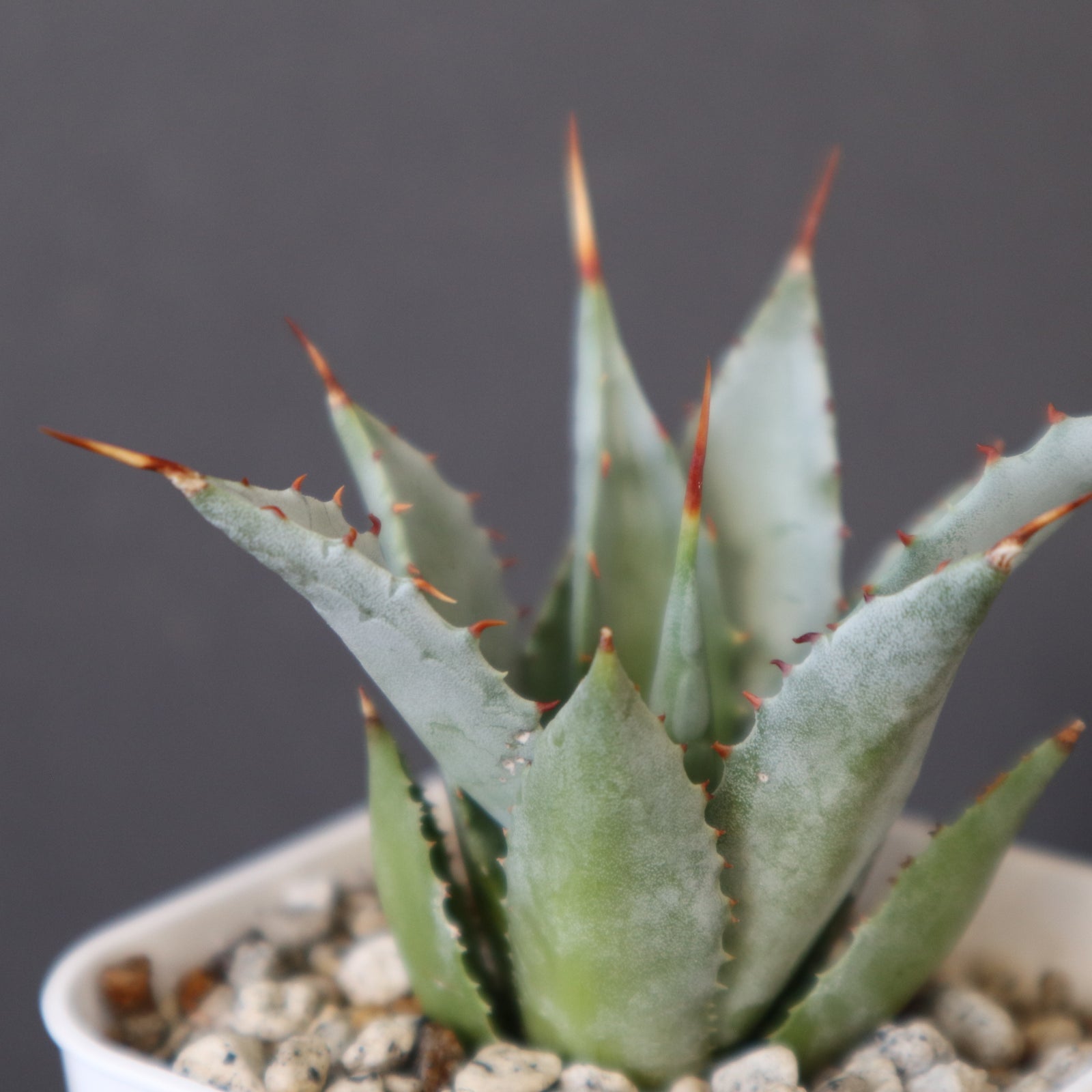 DRAGON AGAVE】アガベ 甲蟹×妖炎 EC1144 – TaiShoDo ONLINE SHOP