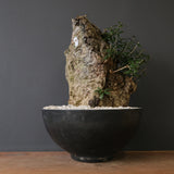 オールドオリーブ（古木）　EC2036