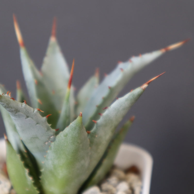 DRAGON AGAVE】アガベ 甲蟹×妖炎 EC1144 – TaiShoDo ONLINE SHOP