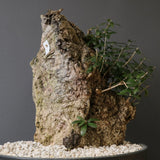 オールドオリーブ（古木）　EC2036