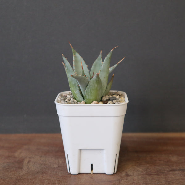Dragon Agave – TaiShoDo ONLINE SHOP