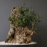 オールドオリーブ（古木）　EC2036