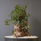 オールドオリーブ（古木）　EC2036